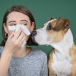 Person sneezing with curious dog watching attentively