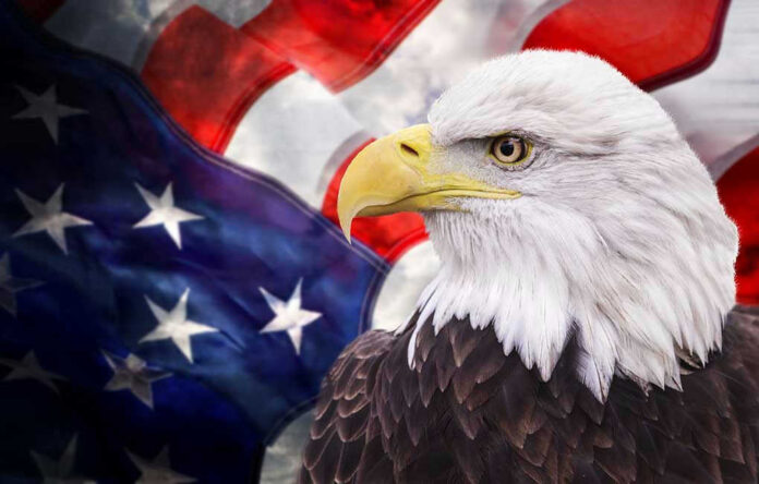 128718656 Bald eagle with an American flag background