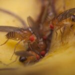 Flesh-Eating Parasite Sparks $750M USDA Gamble Close-up of fruit flies on a banana