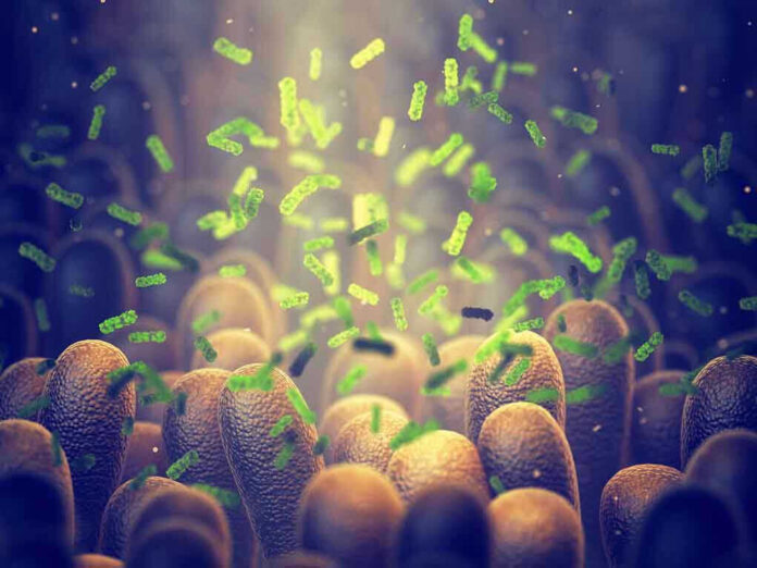 Green bacteria among intestine lining cell microscopic view
