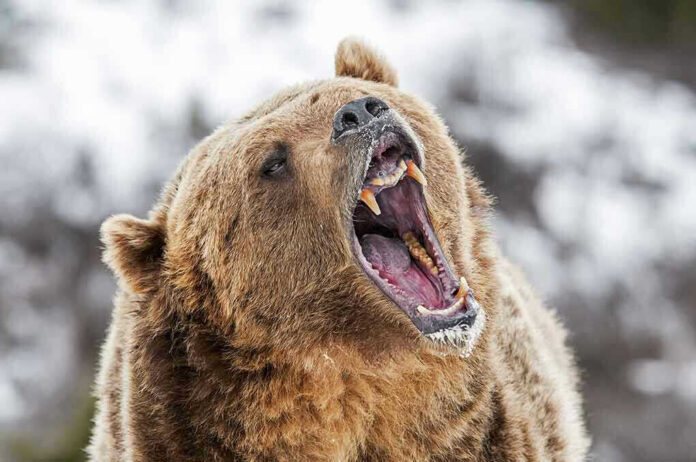 Bear roaring in snowy environment showing sharp teeth