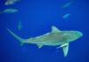 Sharks High on Cocaine Shock - Swimmers ATTACKED