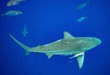 Sharks High on Cocaine Shock - Swimmers ATTACKED