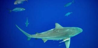 Sharks High on Cocaine Shock - Swimmers ATTACKED