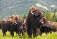 A herd of bison grazing in a grassy field with mountains in the background