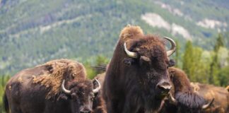 A herd of bison grazing in a grassy field with mountains in the background