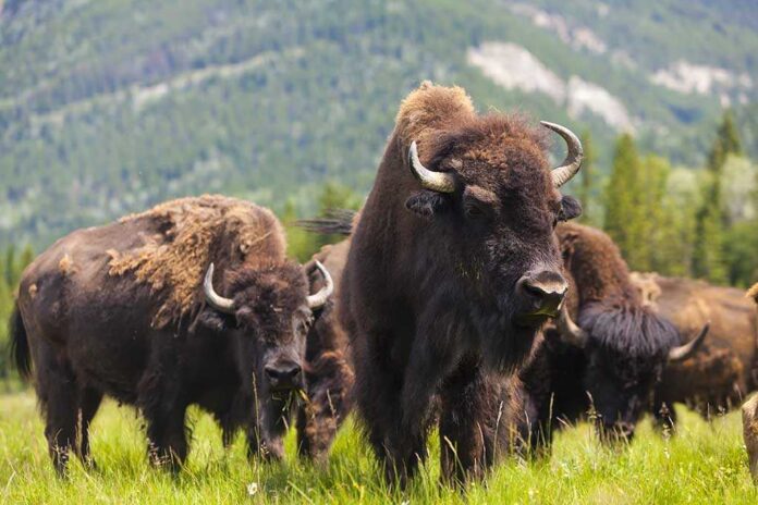 A herd of bison grazing in a grassy field with mountains in the background
