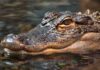 Close-up of a crocodile's head partially submerged in water