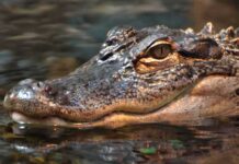 Maniac THROWS Toddler Into Crocodile Den! Close-up of a crocodile's head partially submerged in water