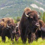 A herd of bison grazing in a grassy field with mountains in the background