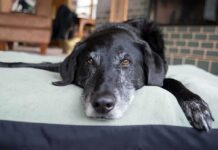 Disturbing Family Dog Video Triggers Felony Arrest A black dog resting on a green dog bed in a cozy indoor setting