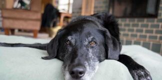 Disturbing Family Dog Video Triggers Felony Arrest A black dog resting on a green dog bed in a cozy indoor setting
