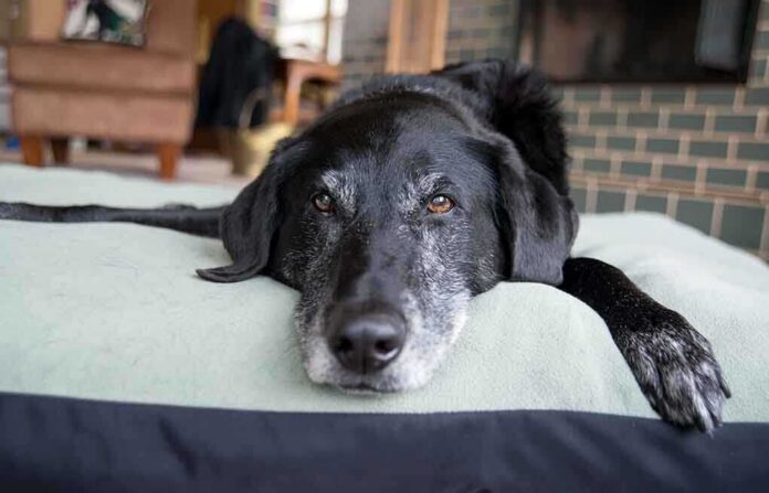 shutterstock_170684282 A black dog resting on a green dog bed in a cozy indoor setting